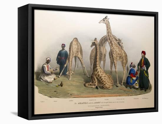 The Giraffes with the Arabs, 1836-George The Elder Scharf-Framed Stretched Canvas