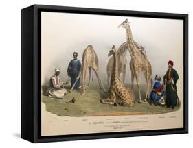 The Giraffes with the Arabs, 1836-George The Elder Scharf-Framed Stretched Canvas