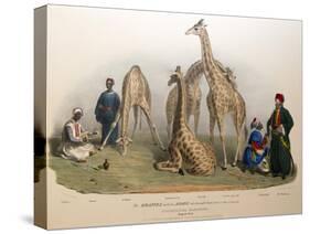 The Giraffes with the Arabs, 1836-George The Elder Scharf-Stretched Canvas