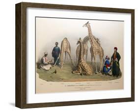 The Giraffes with the Arabs, 1836-George The Elder Scharf-Framed Giclee Print