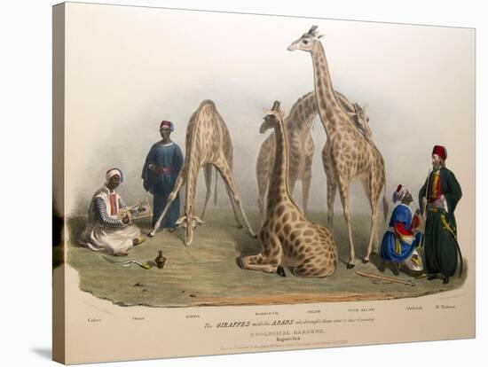 The Giraffes with the Arabs, 1836-George The Elder Scharf-Stretched Canvas