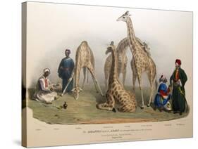 The Giraffes with the Arabs, 1836-George The Elder Scharf-Stretched Canvas