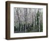 The Glade-Robert Moore-Framed Art Print