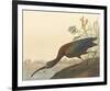 The Glossy Ibis-John James Audubon-Framed Premium Giclee Print