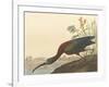 The Glossy Ibis-James Audubon-Framed Giclee Print