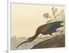 The Glossy Ibis-James Audubon-Framed Giclee Print