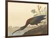 The Glossy Ibis-James Audubon-Framed Giclee Print