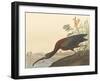 The Glossy Ibis-James Audubon-Framed Giclee Print