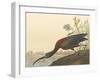 The Glossy Ibis-James Audubon-Framed Giclee Print