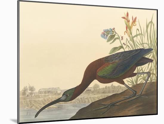 The Glossy Ibis-James Audubon-Mounted Giclee Print