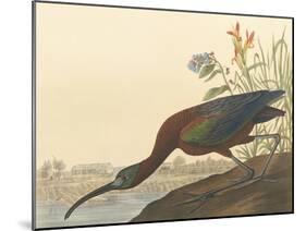 The Glossy Ibis-James Audubon-Mounted Giclee Print