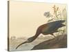 The Glossy Ibis-James Audubon-Stretched Canvas