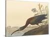 The Glossy Ibis-James Audubon-Stretched Canvas