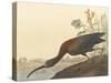 The Glossy Ibis-James Audubon-Stretched Canvas