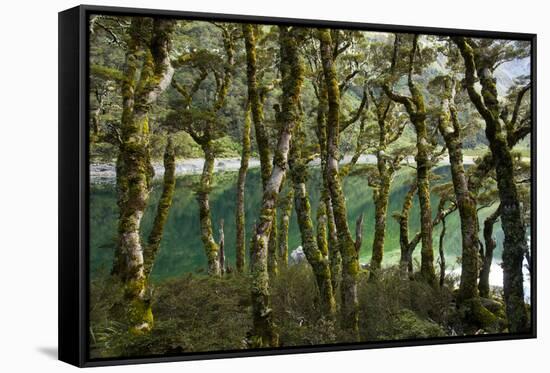 The Gnarled, Moss-Covered Trunks of Trees on the Routeburn Trak in New Zealand's South Island-Sergio Ballivian-Framed Stretched Canvas