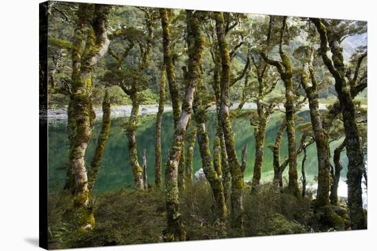 The Gnarled, Moss-Covered Trunks of Trees on the Routeburn Trak in New Zealand's South Island-Sergio Ballivian-Stretched Canvas
