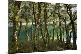 The Gnarled, Moss-Covered Trunks of Trees on the Routeburn Trak in New Zealand's South Island-Sergio Ballivian-Mounted Photographic Print