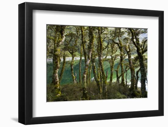 The Gnarled, Moss-Covered Trunks of Trees on the Routeburn Trak in New Zealand's South Island-Sergio Ballivian-Framed Photographic Print