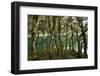 The Gnarled, Moss-Covered Trunks of Trees on the Routeburn Trak in New Zealand's South Island-Sergio Ballivian-Framed Photographic Print