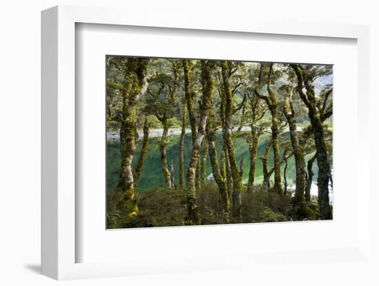 The Gnarled, Moss-Covered Trunks of Trees on the Routeburn Trak in New Zealand's South Island-Sergio Ballivian-Framed Photographic Print