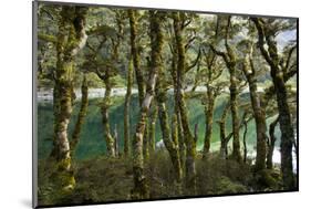 The Gnarled, Moss-Covered Trunks of Trees on the Routeburn Trak in New Zealand's South Island-Sergio Ballivian-Mounted Photographic Print