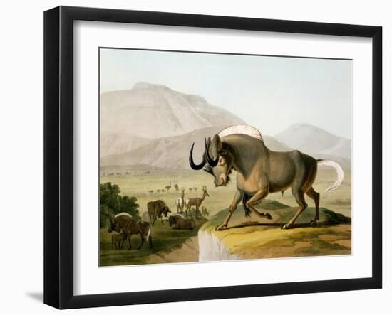 The Gnoo, 1804-Samuel Daniell-Framed Giclee Print