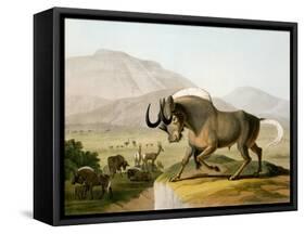 The Gnoo, 1804-Samuel Daniell-Framed Stretched Canvas