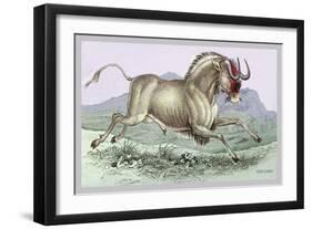 The Gnu-John Stewart-Framed Art Print