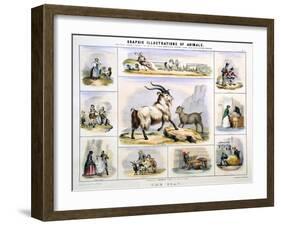 The Goat, C1850-Benjamin Waterhouse Hawkins-Framed Giclee Print