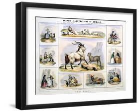 The Goat, C1850-Benjamin Waterhouse Hawkins-Framed Giclee Print