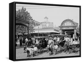 The Goat Carriages, Coney Island, New York, N.Y.-null-Framed Stretched Canvas