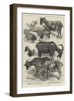 The Goat Show at the Crystal Palace-Harrison William Weir-Framed Giclee Print