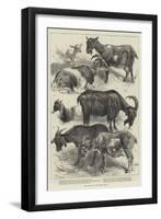 The Goat Show at the Crystal Palace-Harrison William Weir-Framed Giclee Print