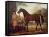 The Godolphin Arabian-John Wootton-Framed Stretched Canvas