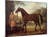 The Godolphin Arabian-John Wootton-Mounted Giclee Print