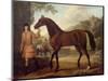 The Godolphin Arabian-John Wootton-Mounted Giclee Print