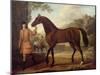 The Godolphin Arabian-John Wootton-Mounted Giclee Print