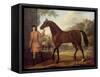 The Godolphin Arabian-John Wootton-Framed Stretched Canvas