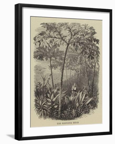 The Godwinia Gigas-null-Framed Giclee Print