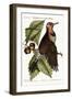 The Gold-Winged Woodpecker, 1749-73-Mark Catesby-Framed Giclee Print