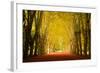 The Golden Arch-Philippe Sainte-Laudy-Framed Photographic Print