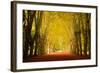 The Golden Arch-Philippe Sainte-Laudy-Framed Photographic Print