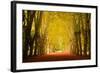 The Golden Arch-Philippe Sainte-Laudy-Framed Photographic Print