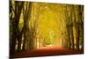 The Golden Arch-Philippe Sainte-Laudy-Mounted Photographic Print