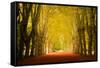 The Golden Arch-Philippe Sainte-Laudy-Framed Stretched Canvas