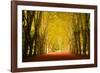 The Golden Arch-Philippe Sainte-Laudy-Framed Photographic Print