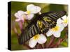 The Golden Birdwing, Khon Kaen, Thailand-Gavriel Jecan-Stretched Canvas