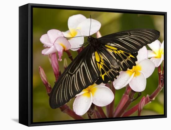 The Golden Birdwing, Khon Kaen, Thailand-Gavriel Jecan-Framed Stretched Canvas