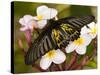 The Golden Birdwing, Khon Kaen, Thailand-Gavriel Jecan-Stretched Canvas
