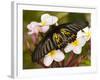 The Golden Birdwing, Khon Kaen, Thailand-Gavriel Jecan-Framed Photographic Print